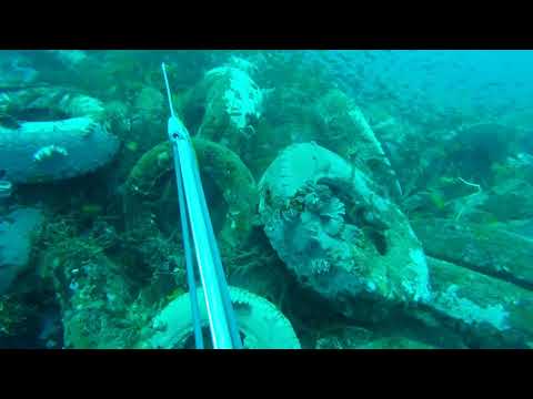 Peixe Sweetlips de 7 libras (libras) espetado a 30 metros de profundidade!