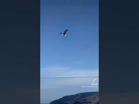 Fly like an eagle 🦅