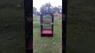 Download lagu Kenari Materi juara Bali mp3 Download lagu Kenari Materi juara Bali mp3