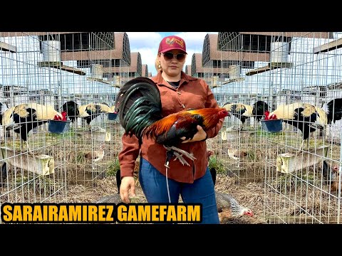 Popeye Greys Albany And Sweater Leiper Kelso | SARAIRAMIREZ GAMEFARM