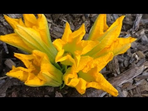 image-When can I harvest zucchini flowers?