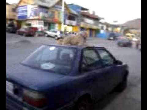 El perro de la anabel