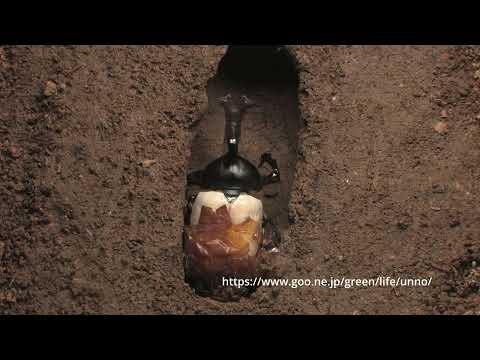 カブトムシの羽化