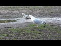 Herring Gulls Pair Formation