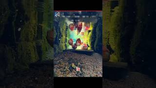 Download lagu #jeevansakshi mp3 Download lagu #jeevansakshi mp3