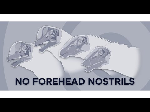 Why Sauropod's Nostrils Aren't So Obvious