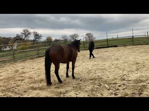 Jak na to když za vámi kůň nejde ve volnosti.