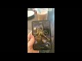 Necronomicon tarot