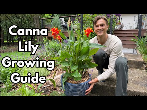 Pflege von Canna-Lilys - So züchten Sie Cannas für monatelange Blüten