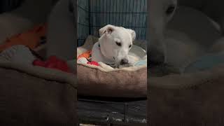 Video preview image #1 Chihuahua-Unknown Mix Puppy For Sale in Grafton, WI, USA