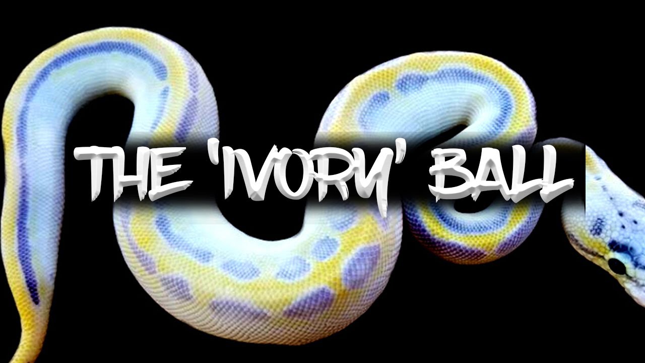 The 'Ivory' Ball Python