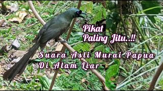 Download lagu Suara Pikat Murai Papua Paling Jitu mp3