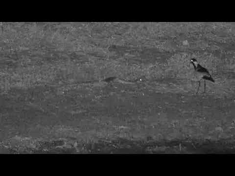 Djuma: Puff Adder and Blacksmith Lapwing-Pt:2 - 19:50 - 04/20/19