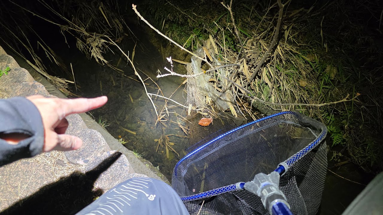 春になって生き物出てきてるからガサガサしてみた！？【琵琶湖ガサガサ生放送】