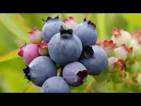 The Maine wild blueberry industry is locked in a downward skid in an era when “superfoods” dominate the conversation about how to eat. (Sept. 4)