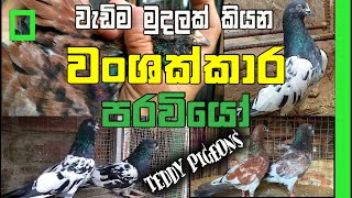 ලංකාවේ ඉන්න වැඩිම මුදල් කියන වංශක්කාර පරවි | Pigeons in sri lanka | SL Animals