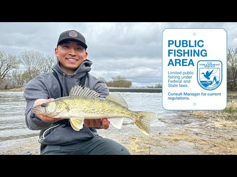 Public Shore Fishing a Popular Dam for Walleyes! (CATCH CLEAN COOK)