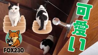 【CatsVlog】「門限ですよ～」 #猫動画 #可愛い猫 #保護猫