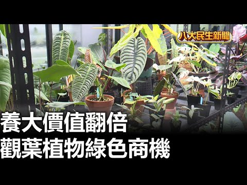 多葉植物