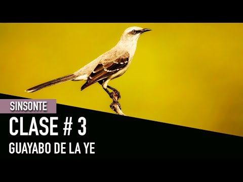 SINSONTE CLASE #3 GUAYABO DE LA YE