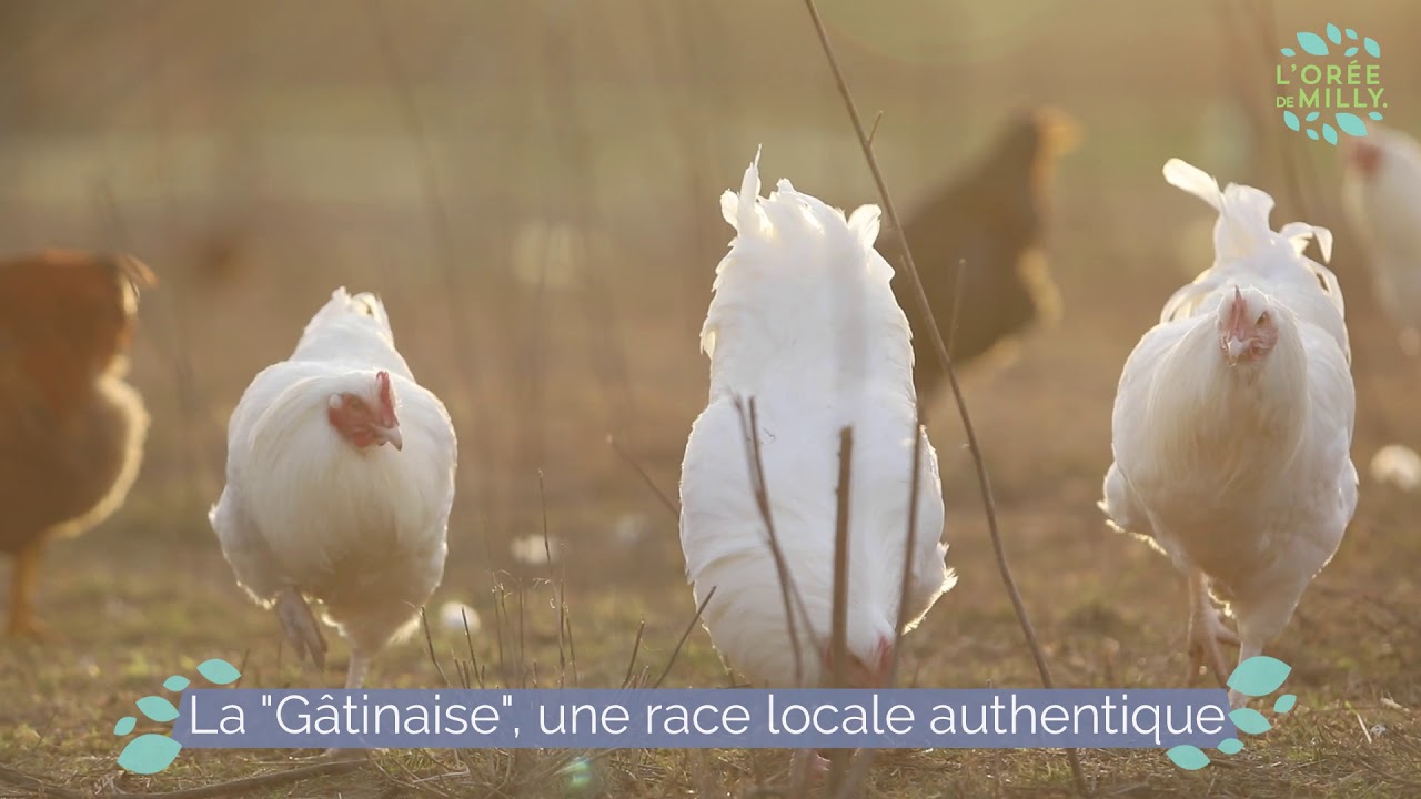 Volailles fermières bio de l'Orée de Milly