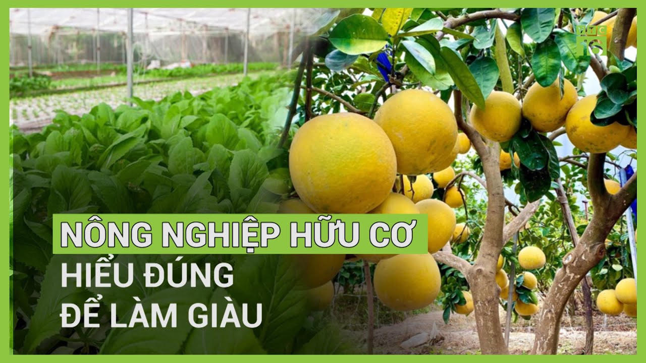 NN Việt Nhật 2