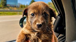 Tiny Puppy Gets Rescued and Thinks I am His Dad