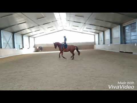 TRAINING 4-jährige Fürst Wilhelm - Dimaggio - Brentano II