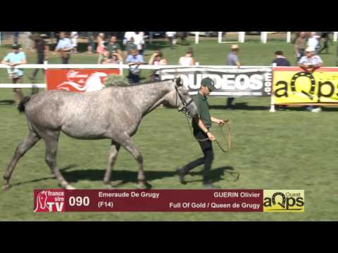 Show AQPS Le Lion 2016 : Lot 90 - Emeraude De Grugy