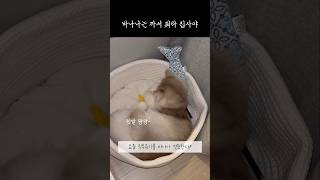 냥춘기 #냥춘기 #고양이 #고양이일상