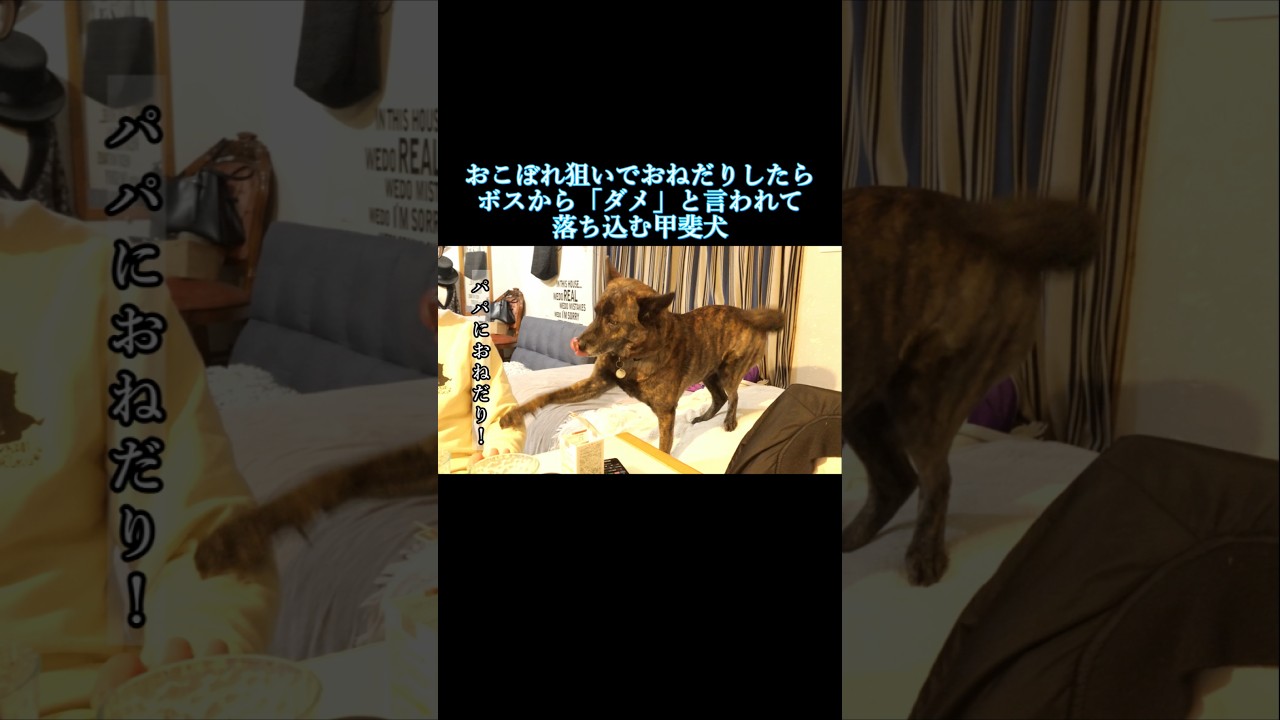 ボスにおねだりしたら「ダメ」と言われて明らかに落ち込む甲斐犬　#甲斐犬 #youtubeshorts #dog