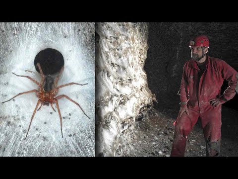 Check Out 'Spider City,' The Largest Spider Web Ever Found