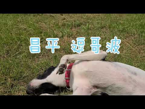 昌平逗哥波-新北市109年校園犬貓影片網路票選活動