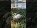 Curious & Social Swan! Orlando, Florida #MuteSwan #Swan #Shorts #Animals #Birds #Wildlife #Nature 🦢