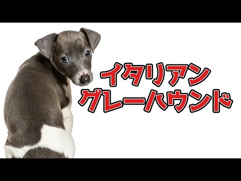 イタリアン グレーハウンドまたはリトル イタリアン ウルフハウンド