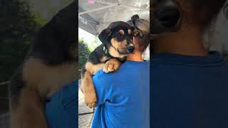 Video preview image #1 Gerberian Shepsky Puppy For Sale in Corona, CA, USA