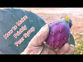 How To Make Prickly Pear Syrup