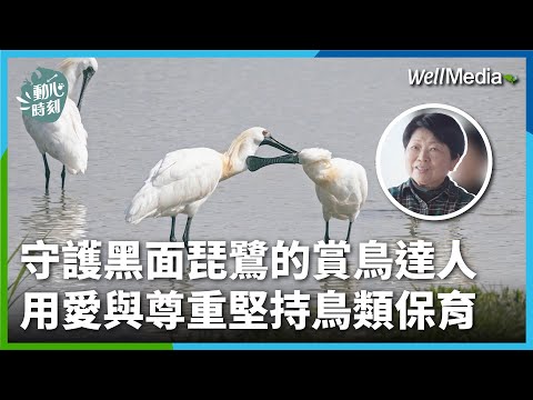 追鳥、賞鳥護生態！她守護黑面琵鷺30年，堅守鳥類保育初衷：「愛牠、拍牠，尊重不傷害」【動心時刻】專訪賞鳥達人：鄭翠鳳(上集)