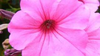 Nat King Cole A Little Yellow Ribbon (In Her Hair)