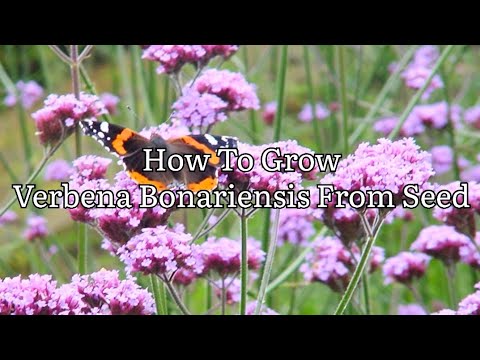 How To Grow Verbena Bonariensis From Seed