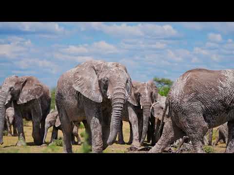 Anders Ponsaing ft. Kaleta - Erin (Official Lyric Video) - s0921