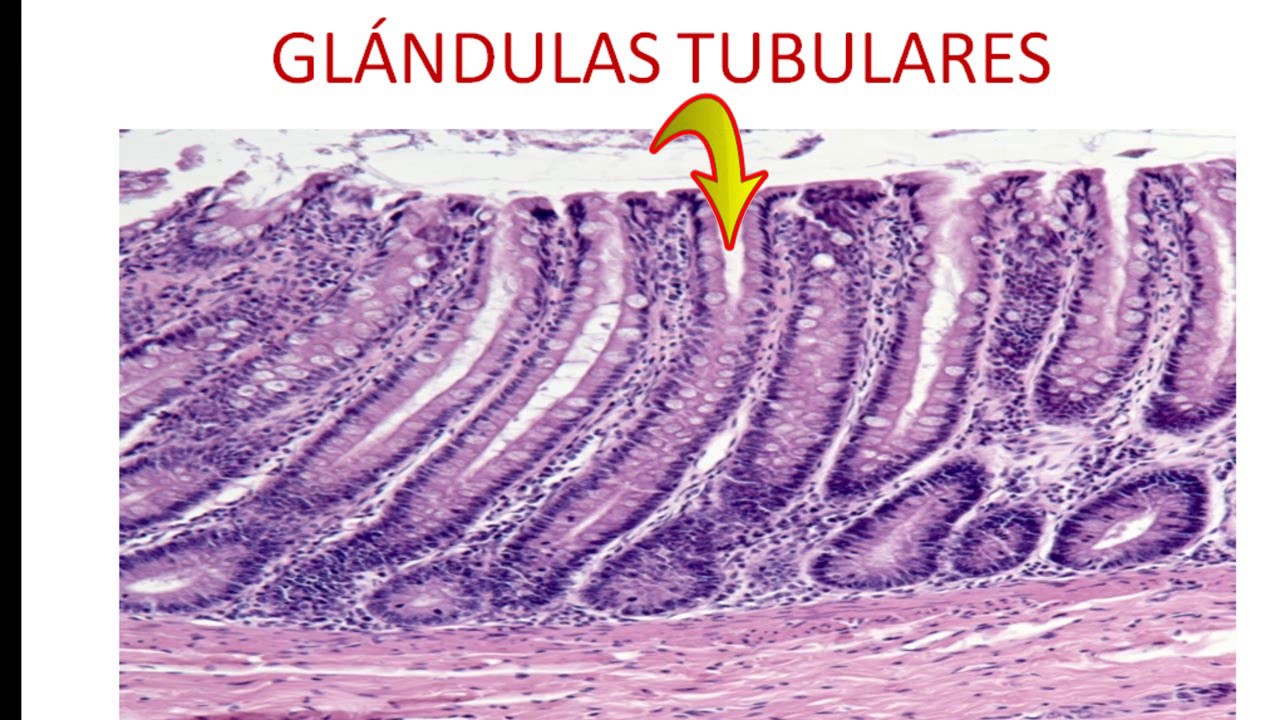 EPITELIO GLANDULAR