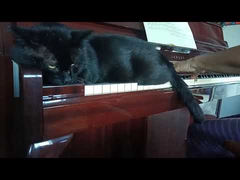 Our pet cat Nimmi conducts the Musician using its tail😊