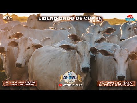 CASA BRANCA LEILÕES -  CAMPINORTE - GO 11/12/2025