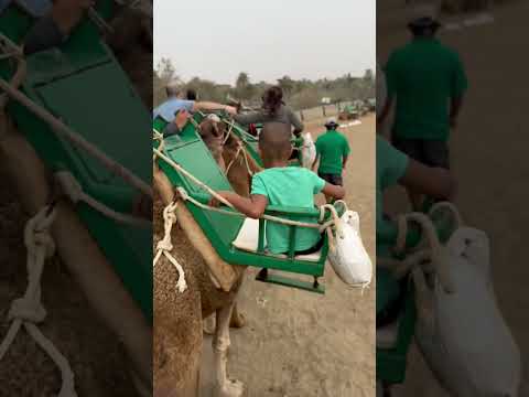 Camel ride | Maspalomas Dunes