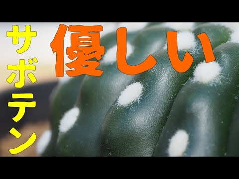 園芸 サボテンのとげ