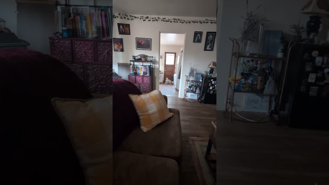 Enlarge Clifford, an adopted mixed breed in Boulder, CO video 2/5