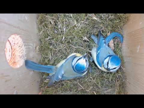 2022 03 27 Und weiter geht es bei den Blaumeisen