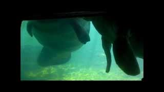 preview picture of video 'Visit to Homosassa Springs Wildlife State Park'
