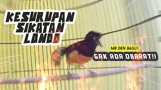 Download lagu Murai Batu GaCOR kesurupan nembak SIKATAN LONDO, Gak Ada Obat mp3 Download lagu Murai Batu GaCOR kesurupan nembak SIKATAN LONDO, Gak Ada Obat mp3